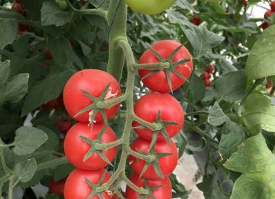 点击查看详细信息<br>标题：西红柿种苗 阅读次数：1300