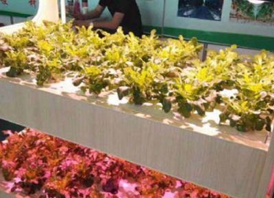 点击查看详细信息<br>标题：家庭蔬菜种植机 阅读次数：2165