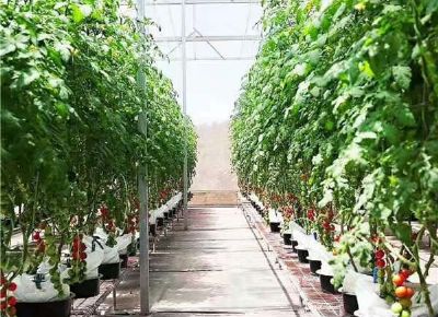 点击查看详细信息<br>标题：番茄椰糠栽培 阅读次数：2935