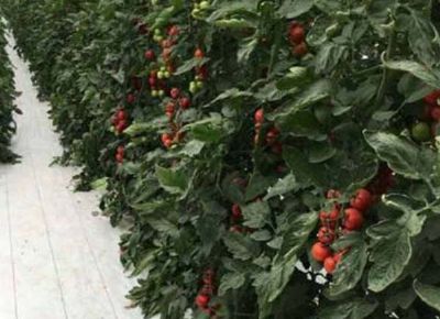 点击查看详细信息<br>标题：番茄河沙栽培 阅读次数：2192