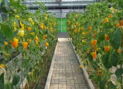点击查看详细信息<br>标题：七彩椒河沙栽培 阅读次数：2200